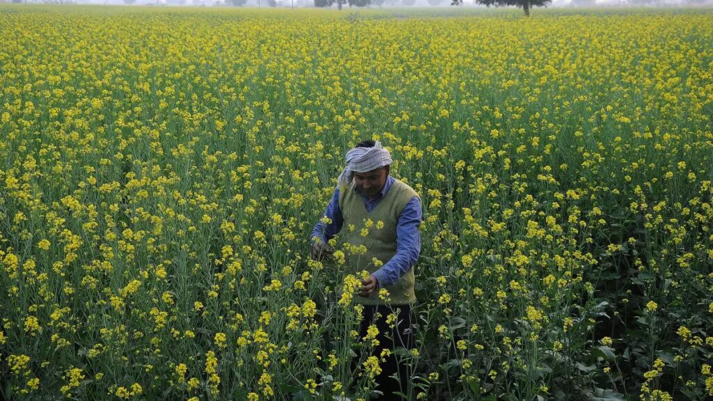 एसईए ने रेपसीड-सरसों की फसल का अनुमान घटाकर 115.8 लाख टन किया