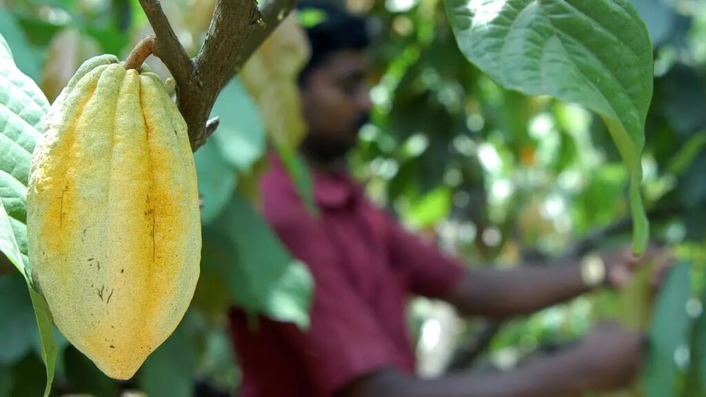 इस मानसून में किसानों को गीले कोको बीन्स के लिए 100 रुपये प्रति किलोग्राम अधिक मिलेंगे