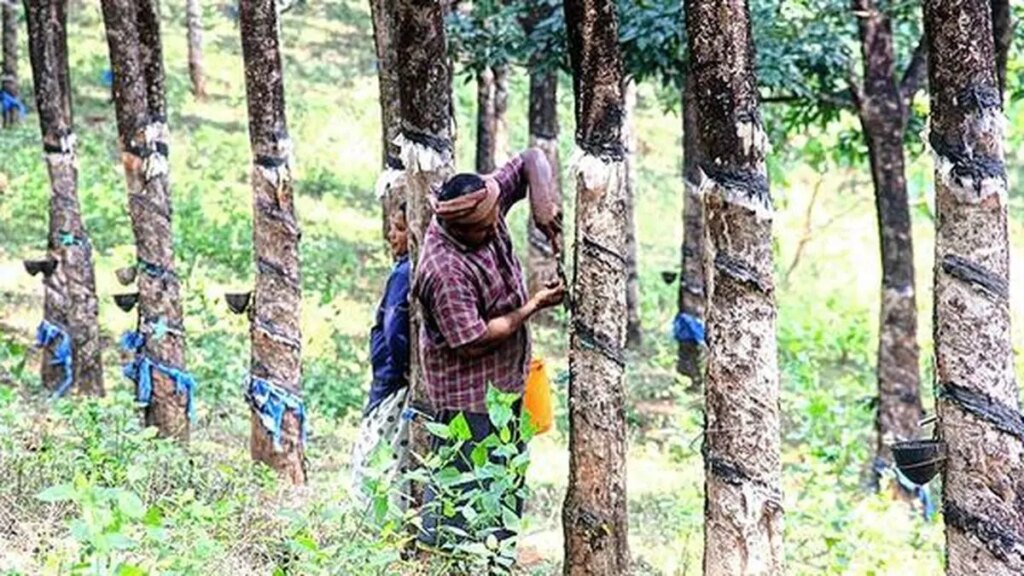 बोर्ड का कहना है कि प्रतिकूल मौसम के कारण प्राकृतिक रबर का उत्पादन प्रभावित हुआ है, जिससे इसकी कमी हो गई है