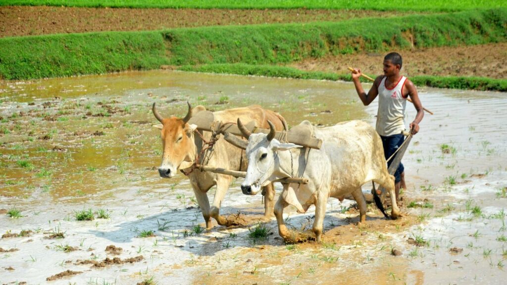 धान, दलहन और तिलहन की वजह से खरीफ फसलों की खेती का रकबा 979.89 हेक्टेयर हुआ, जो 1.4% की वृद्धि है