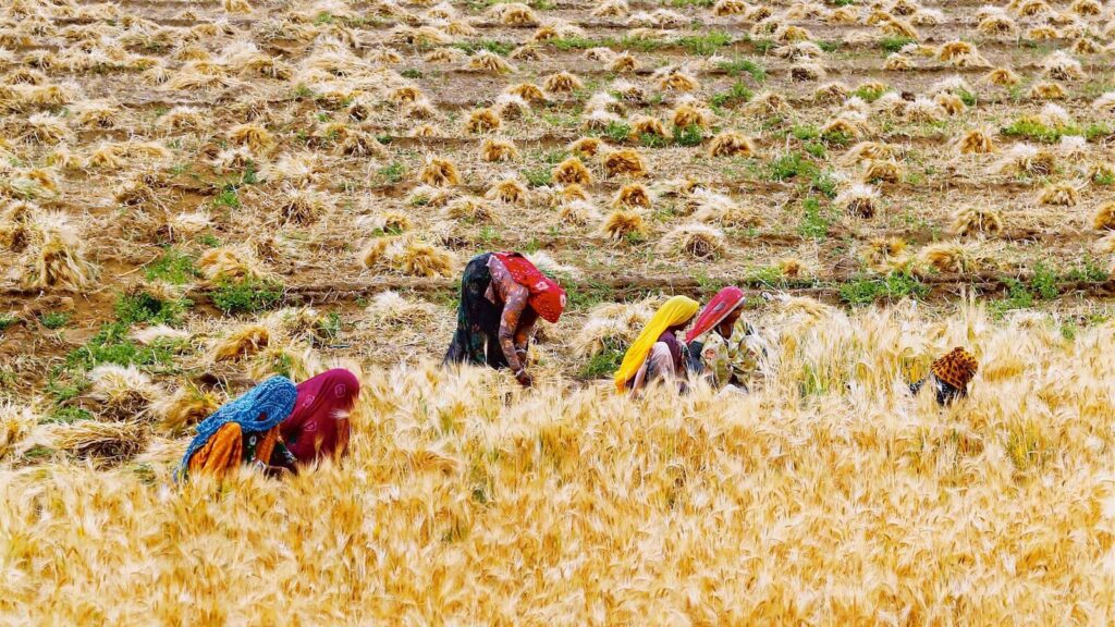 आंकड़ों का विश्लेषण: प्रचुर वर्षा ने क्यों प्रचुर चिंताएं उत्पन्न कर दी हैं?