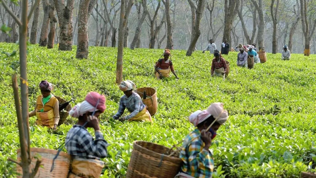 कोच्चि नीलामी: ऑर्थोडॉक्स चाय की कीमतों में 6 रुपये प्रति किलोग्राम की बढ़ोतरी