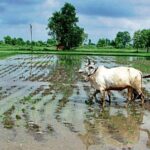 दुनिया की अगली खाद्य महाशक्ति