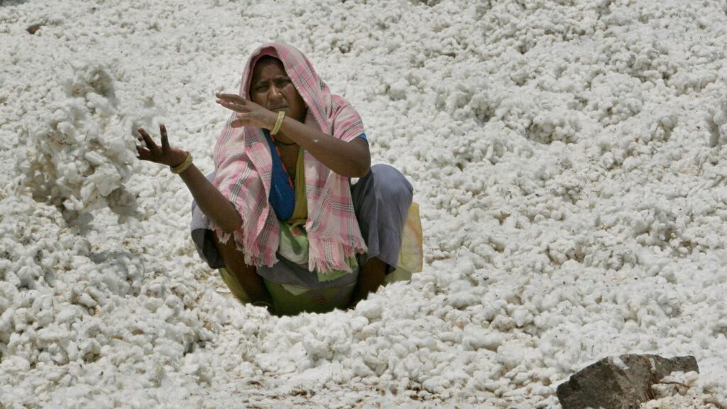 Maharashtra’s Ladli Behna Yojna creates labour shortage, drives up cotton harvesting costs