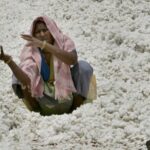 Maharashtra’s Ladli Behna Yojna creates labour shortage, drives up cotton harvesting costs