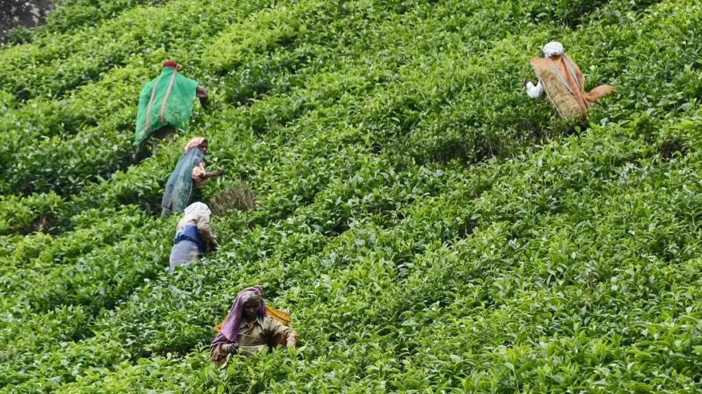 इस बार अफ्रीका के लिए: एशियाई चाय उत्पादक अफ्रीका में बाजार के अवसर पैदा करने की संभावनाएं तलाशेंगे