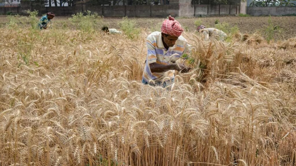 रबी की बुआई में तेजी आने से भारत में गेहूं का रकबा 15% कम हो गया है