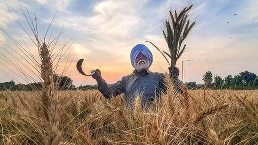 भारत में रबी फसलों का कवरेज थोड़ा बढ़ने से दालों की बुआई में सुधार हुआ है