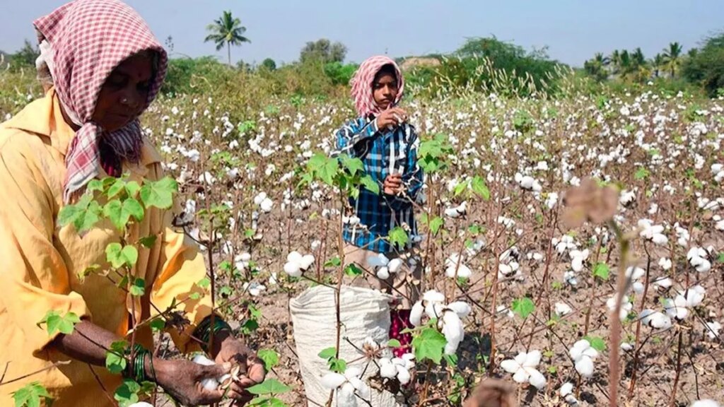 सूती एसोसिएशन पंजाब, गुजरात में कम उत्पादन पर फसल का अनुमान काटता है